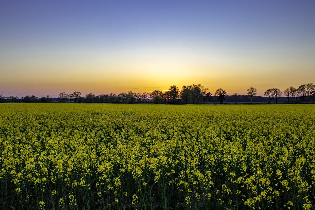 Ländliche Feldlandschaft bei Sonnenuntergang in der Nordheide-Region
