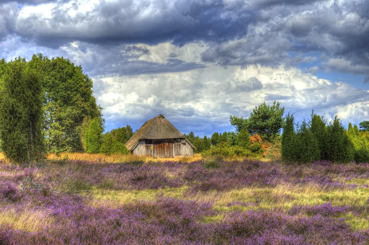 Blühende Heidelandschaft mit reetgedecktem Schafstall in der Lüneburger Heide
