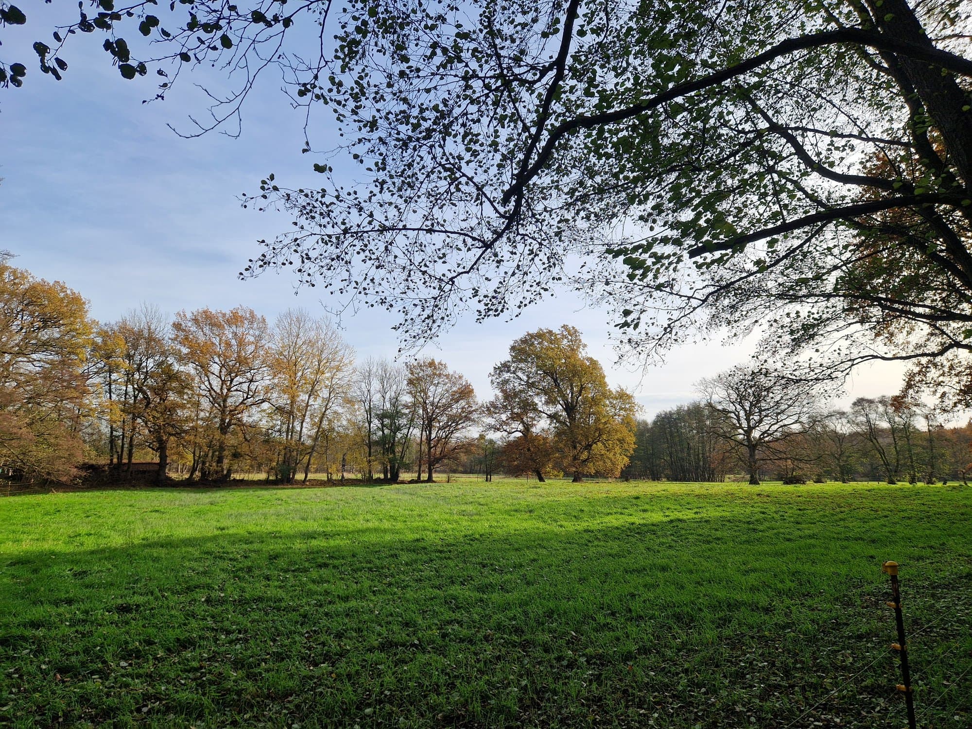 Wiese und Baumgruppe nahe Hittfeld